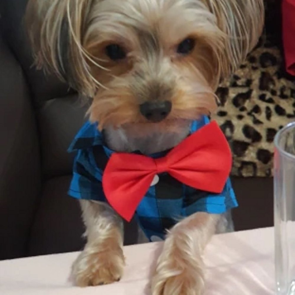 Fashion dog and cat shirts, plaid bow tie shirts. - Picture 7 of 9